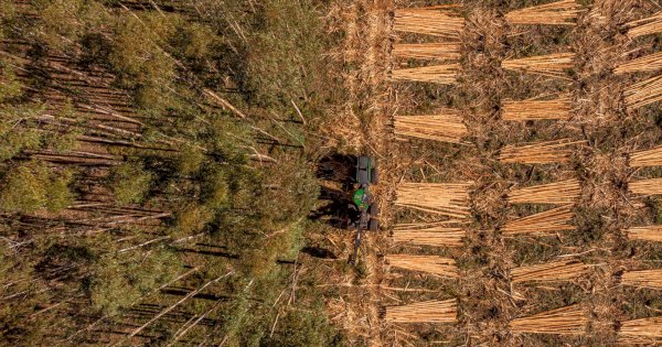 Koltiva Dorong Dialog Multi-Pemangku Kepentingan tentang Regulasi Anti Deforestasi Uni Eropa dan Kepatuhan untuk Keberlanjutan Industri