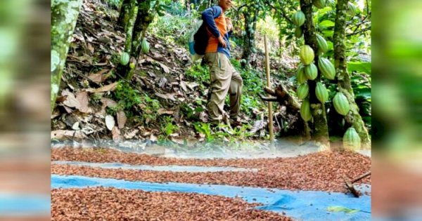 Desa Salubulo, Sentra Kakao Terbesar di Mamasa yang Mulai Bangkit