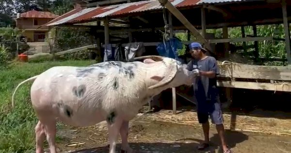Toraja Mendunia! Kerbau Belang Ikonik Kini Jadi Kekayaan Intelektual