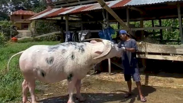 Tedong Bonga atau Kerbau Belang yang berasal dari Kabupaten Tana Toraja dan Toraja Utara, Sulawesi Selatan tercatat sebagai Kekayaan Intelektual Komunal (KIK) Sumber Daya Genetik (SDG). (Foto:ist)