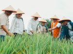 Kemenko Pangan Proyeksi Padi di Areal PSR PTPN Siak Hasilkan 50 Ton Gabah Sekali Panen