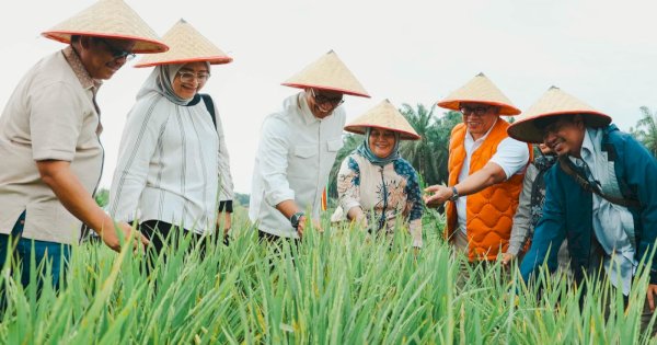 Kemenko Pangan Proyeksi Padi di Areal PSR PTPN Siak Hasilkan 50 Ton Gabah Sekali Panen