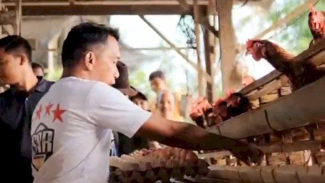 Bupati Sidrap terpilih Syaharuddin Alrif, Saat Meninjau Peternakan Ayam, Dok Syaharuddin.