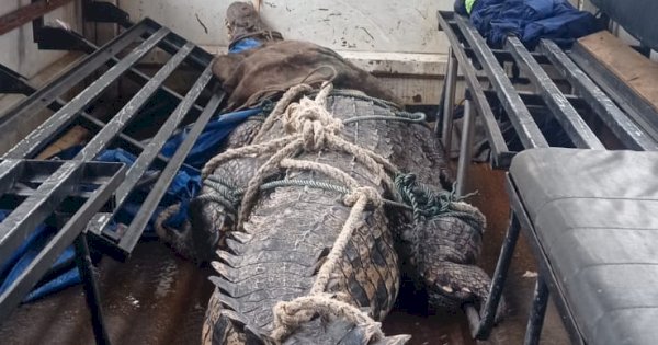 Damkarmat Makassar Evakuasi Buaya 4 Meter Saat Banjir