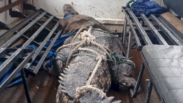 Damkarmat Makassar Evakuasi Buaya 4 Meter Saat Banjir