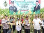 Dukung Swasembada Pangan, Polda Aceh Panen Raya Jagung di Pidie