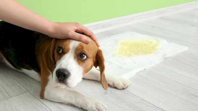 Underpad Anjing Unicharm Pet: Jenis, Manfaat, dan Cara Menggunakannya