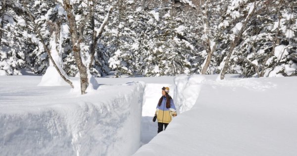 Hanya di Musim Dingin! Dinding Salju Raksasa Setinggi 5 Meter “Tsugaike Snow Wall” di Pegunungan Bersalju dengan Ketinggian 1.500 Meter