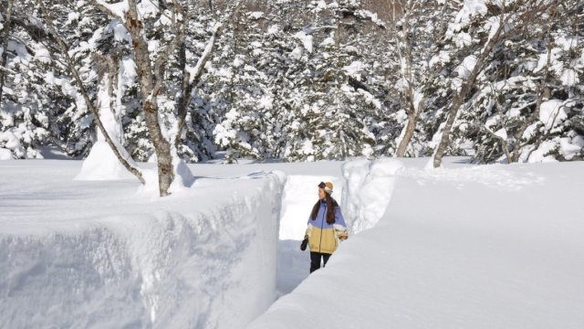 Hanya di Musim Dingin! Dinding Salju Raksasa Setinggi 5 Meter “Tsugaike Snow Wall” di Pegunungan Bersalju dengan Ketinggian 1.500 Meter