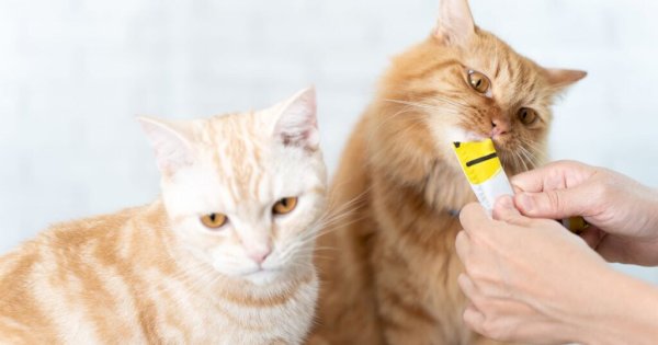 Mengapa Memilih Snack Kucing dengan Bahan 100% Ikan Asli?