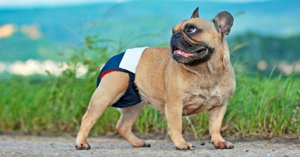 Cara Efektif Melatih Anjing Agar Nyaman Menggunakan Popok