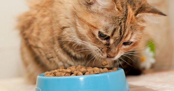 Kucing Tidak Mau Makan? Coba 7 Tips Ini dan Pilihan Makanan Kucing yang Tepat