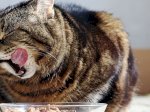Wet Food atau Dry Food: Mana yang Lebih Unggul untuk Kucing Anda?