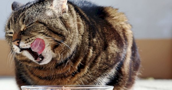 Wet Food atau Dry Food: Mana yang Lebih Unggul untuk Kucing Anda?