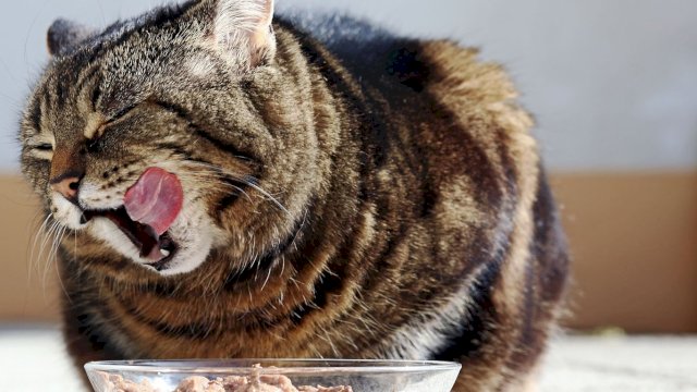 Wet Food atau Dry Food: Mana yang Lebih Unggul untuk Kucing Anda?