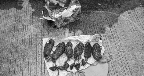 Teror di Tempo Berlanjut! Setelah Kiriman Kepala Babi, Kini 6 Bangkai Tikus