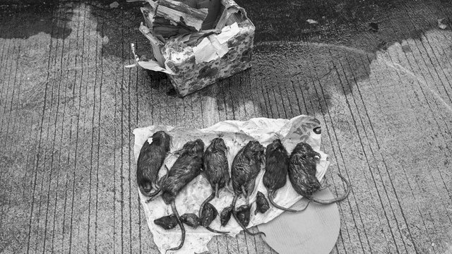 Tempo mendapatkan kiriman kardus berisi bangkai Tikus yang dipenggal. Foto: Dok. Tempo