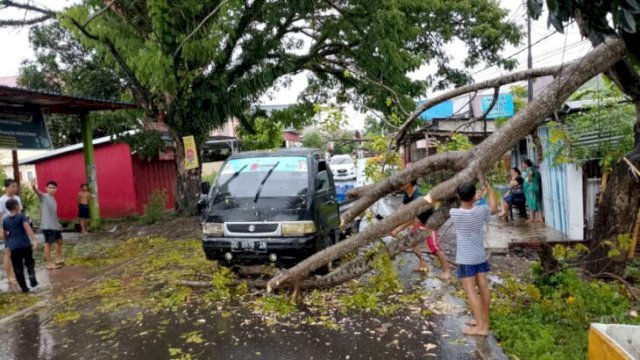 Warga mengevakuasi pohon tumbang di Kelurahan Bongki, Sinjai tanpa bantuan dari anggota BPBD (Badan Penanggulangan Bencana Daerah) ||handover