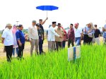 Manfaatkan Weekend, Mentan Uji Coba Sistem Tanam Direct Seeding di Bogor