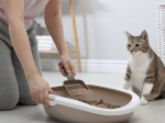 Cara Efektif Mengatasi Bau Tak Sedap dari Kotoran Kucing