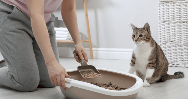 Cara Efektif Mengatasi Bau Tak Sedap dari Kotoran Kucing