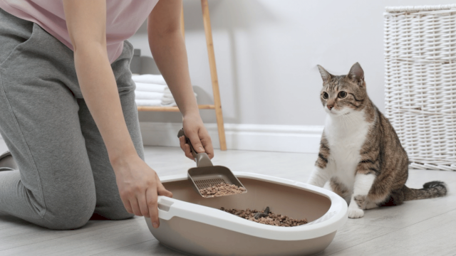 Cara Efektif Mengatasi Bau Tak Sedap dari Kotoran Kucing