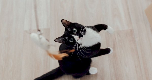 Mengapa Makanan Basah Penting untuk Kesehatan Kucing Anda?