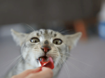 Kenali Nutrisi Terbaik dalam Snack Kucing dan Wet Food untuk Daya Tahan Tubuh Optimal