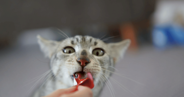 Kenali Nutrisi Terbaik dalam Snack Kucing dan Wet Food untuk Daya Tahan Tubuh Optimal