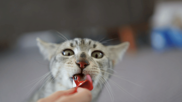 Kenali Nutrisi Terbaik dalam Snack Kucing dan Wet Food untuk Daya Tahan Tubuh Optimal