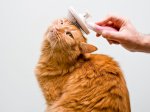 Tips Ampuh Menjaga Kebersihan Rumah Saat Bulu Kucingmu Rontok