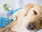 10 Penyakit Anjing yang Umum dan Cara Mencegahnya