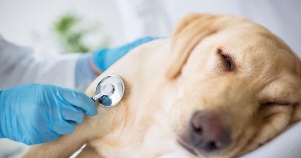 10 Penyakit Anjing yang Umum dan Cara Mencegahnya