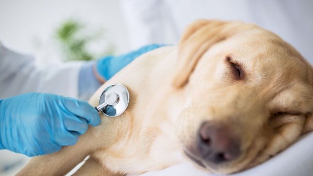 10 Penyakit Anjing yang Umum dan Cara Mencegahnya