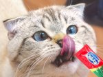 Cara Memberikan Treats Kucing yang Benar: Jangan Asal Kasih!