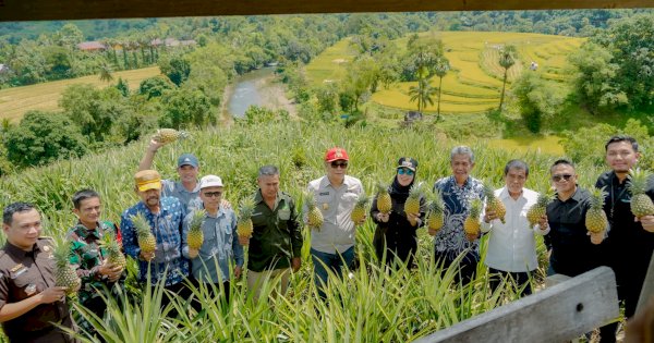 Panen Nanas di Pujananting dan Rembuk Tani Andalan Hati, Bupati Barru Minta Perhatian Gubernur