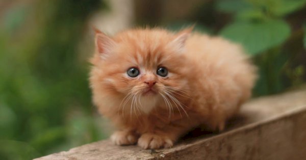 Kitten Persia Suka Apa? Tips Membuatnya Nyaman di Rumah