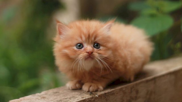 Kitten Persia Suka Apa? Tips Membuatnya Nyaman di Rumah