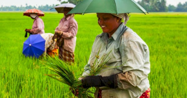 Capai 131 Persen, Sulsel Lampaui Target Serapan Gabah