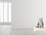 Bagaimana Cara Mengajarkan Kucing Pup di Pasir?