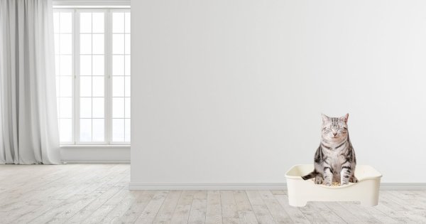 Bagaimana Cara Mengajarkan Kucing Pup di Pasir?