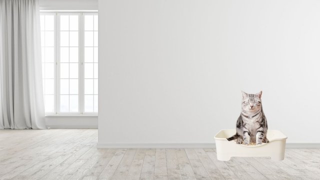 Bagaimana Cara Mengajarkan Kucing Pup di Pasir?