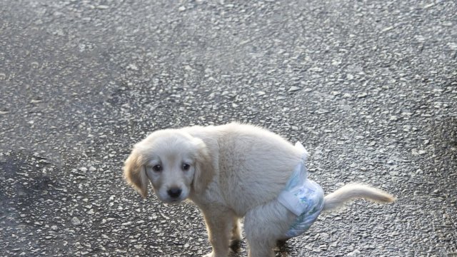 Tips Jalan-Jalan Bawa Anjing agar Tetap Nyaman dan Aman