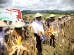 Mentan Amran Bawa Kabar Baik ke Petani Jagung di Indonesia