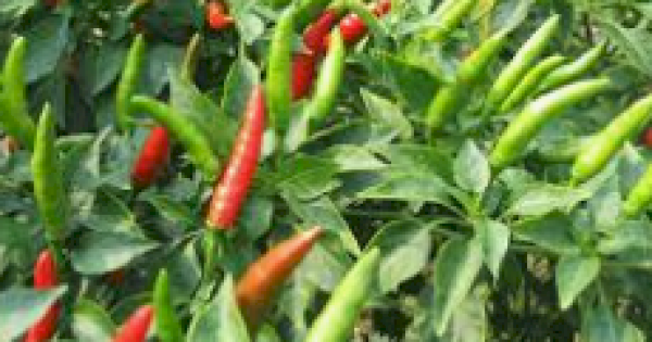 BI Sulsel Dorong Kerja Sama Daerah Atasi Ketimpangan Pasokan Cabe Rawit