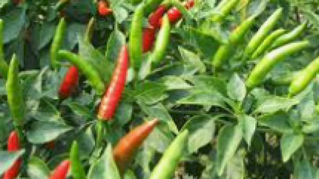 Cabe rawit. (Foto: BAMS)