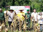 Panen Raya Jagung di Barru Dukung Swasembada 2025