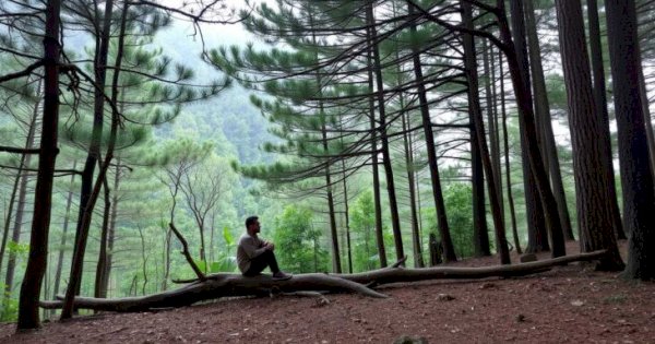 Skandal Kavling di Hutan Pinus Malino, Siapa Dalangnya?
