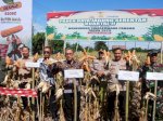 Petani Panen Raya! Jagung Melimpah di Jeneponto