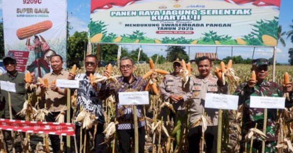 Petani Panen Raya! Jagung Melimpah di Jeneponto